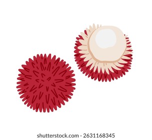 Pulasan tropical exotic fruit. Whole, halved, peeled and piece. Vector hand-drawn illustration, isolated on white background.