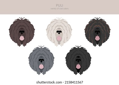 Puli clipart. Different poses, coat colors set.  Vector illustration