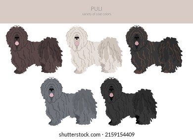 Puli clipart. Different poses, coat colors set.  Vector illustration