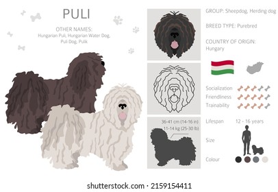 Puli clipart. Different poses, coat colors set.  Vector illustration