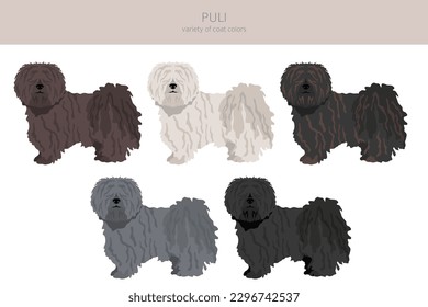 Puli clipart. Different poses, coat colors set.  Vector illustration