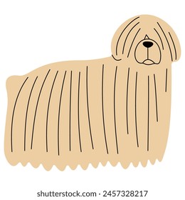 Puli cute on a white background, vector illustration.