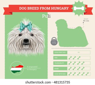 Puli dog breed vector info graphics. This dog breed from Hungary