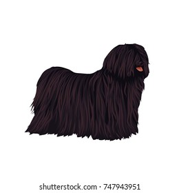 Puli or Komondor Dog vector illustration isolated