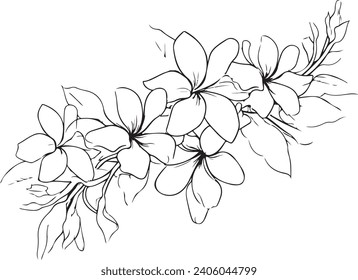 Pulmeria flower vector continuous line art