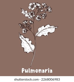 Pulmonaria flower hand drawn sketch. Vector illustration. Springtime flower.