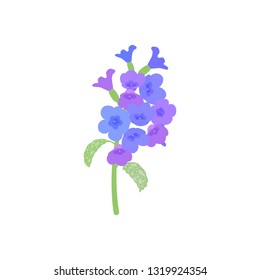 Pulmonaria flower. Pulmonaria (lungwort) flower. different shades of violet in one inflorescence. 