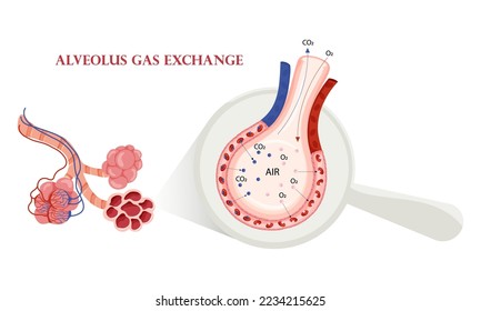 Pulmonary alveoli oxygen and carbon dioxide exchange. Detailed illustration isolated on white background. Cartoon style