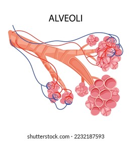 Pulmonary alveoli structure with capillaries. Medical vector illustration, cartoon style