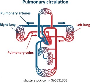 Pulmonary Circulation