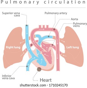 Pulmonary Circulation Anatomy Lungs     Heart