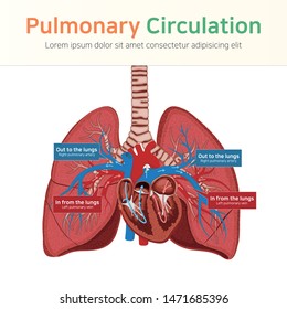 Pulmonary Circulation. Blood Circulation, Vector Illustration