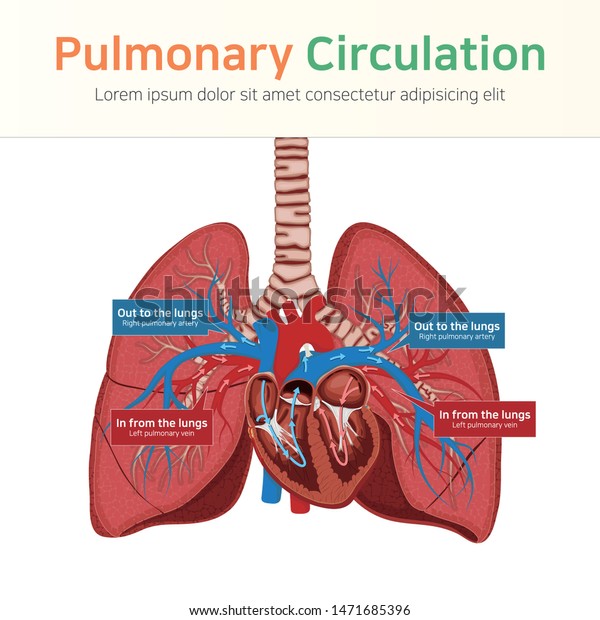 Pulmonary circulation. Blood circulation,\
Vector illustration