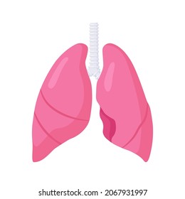 Pulmonologie. Atemwege. Internes Organ des Menschen. Lungen auf weißem Hintergrund. Anatomie, Medizin-Konzept. Gesundheitswesen. Vektorgrafik