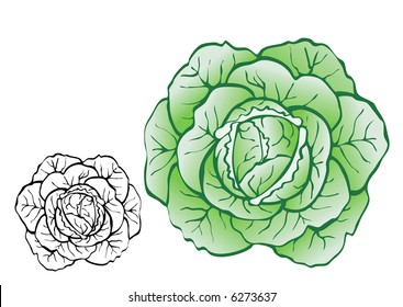 Pulpy cabbage-vector realistic illustration for food designs