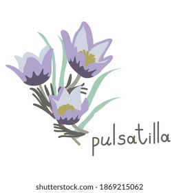 Pulsatilla flower simple vector illustration