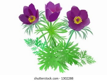 Pulsatilla patens. Drawing.