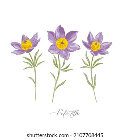 Pulsatilla spring Easter flower botanical hand drawn vector illustration set isolated on white. Vintage romantic cottage garden florals curiosity cabinet aesthetic print.