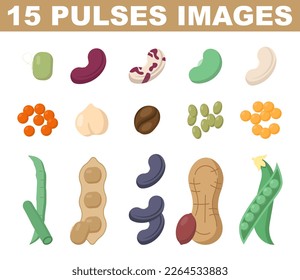 Pulses or legumes colored images. Natural organic beans. Vegetarian salad ingredient full of vitamins. Fat vector illustration