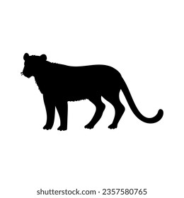 Puma black silhouette, flat vector illustration isolated on white background. North American wildlife. Cougar, panther or mountain lion drawing. Wild animal silhouette.