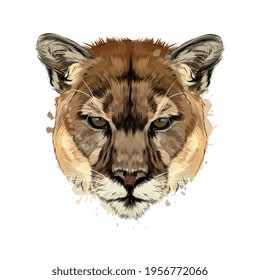 Puma, cougar head portrait from a splash of watercolor, colored drawing, realistic. Vector illustration of paints