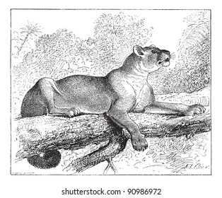 Puma or cougar or mountain lion or catamount or panther or mountain cat, vintage engraved illustration. Dictionary of words and things - Larive and Fleury - 1895.