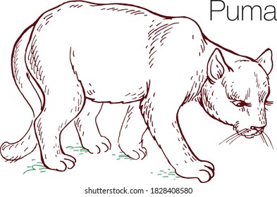 Puma hand drawn vector illustration. Linear engraved art