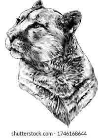 Puma head looking to the side in profile, the quiet steady gaze, sketch, vector graphics monochrome illustration on white background