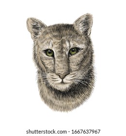 Puma head, sketch vector graphic colorful illustration on white background. Hand drawn American mountain lion portrait. Cougar, red tiger cat, panther animal.