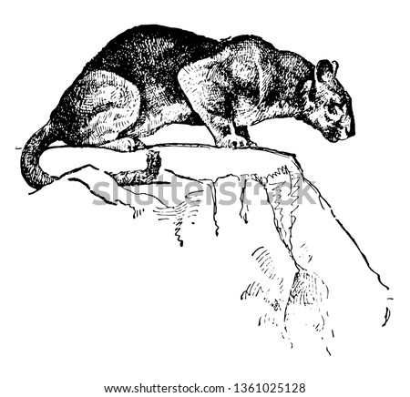 Puma is a large secretive cat found in North America which can eat any animal it catches from insect to large vintage line drawing.