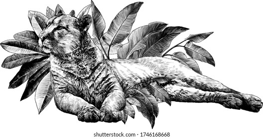 the Puma lies in full height and looks away with a calm balanced gaze and hind legs are folded sideways composition decorated with tropical plants, sketch vector graphics monochrome illustration 