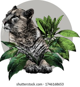 Puma se encuentra en sus patas delanteras y mira hacia fuera con una composición de mirada tranquila y equilibrada decorada con plantas tropicales, dibujos vectoriales ilustraciones de color sobre un fondo blanco