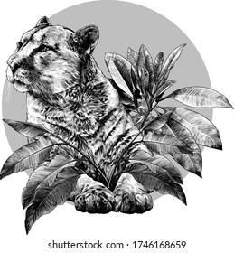Puma lies on its front paws and looks away with a calm, balanced gaze composition decorated with tropical plants, vector graphics sketch monochrome illustration on a white background
