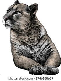 Puma lies on its front paws and looks away with a calm, balanced gaze, sketch vector graphics color illustration on a white background