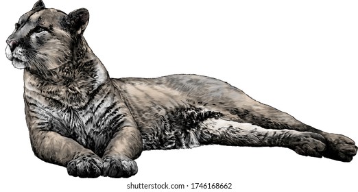 the Puma is lying full length and looks away with a calm balanced gaze and hind legs are folded to the side, sketch vector graphics color illustration on a white background