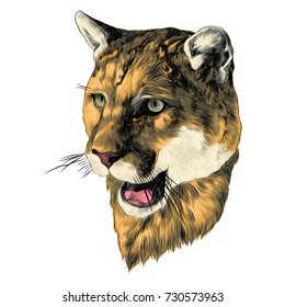 Puma Sketch Head Vector Graphics Color Stock Vector (Royalty Free ...