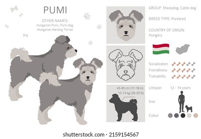 Pumi clipart. Different poses, coat colors set.  Vector illustration