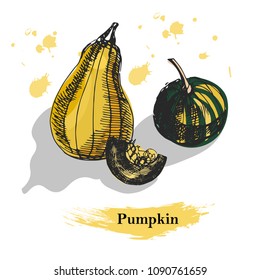 Pumkin vector sketch. Coloured ink hand drawn illustration of pumpkin, isolated on white background with shadows.