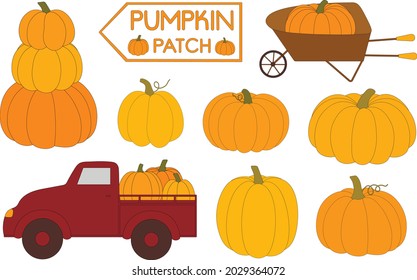 Pumnpkin patch vector illustration. Harvesting pumpkins