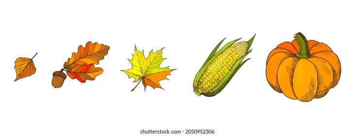 Pumpkin and acorns autumn season isolated icons set vector. Leaves and foliage, maple botanical dry flora fallen from tree. Fresh vegetable harvesting