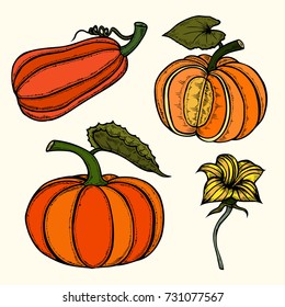 Pumpkin autumn collection. Ripe whole pumpkins, pieces, seeds, flowers, foliage, and curls. Set on white background.