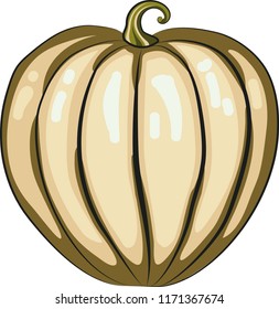 Pumpkin, autumn harvest. Vector drawing.