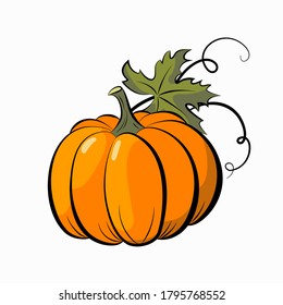 Pumpkin. Autumn harvest. Vector illustration isolated on a white background.