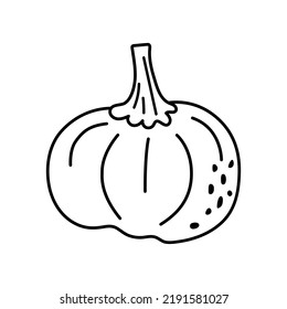 Pumpkin autumn linear contour drawing. Vector isolated doodle illustration for postcards, design, decor, printing