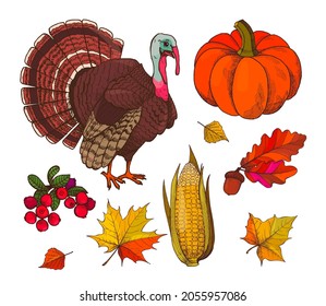 Pumpkin and autumn symbols harvest isolated icons set vector. Turkey animal and corn, berries branch and acorns autumnal foliage. Thanksgiving day