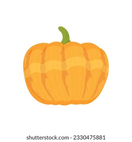 Pumpkin autumn vegetable, Pumpkin harvest on a white background. Vector illustration.