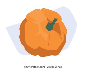 Pumpkin. Autumn vegetables. Vector image.