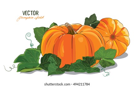 Pumpkin. A big ripe pumpkin green pumpkin leaves, isolated on white, vector illustration