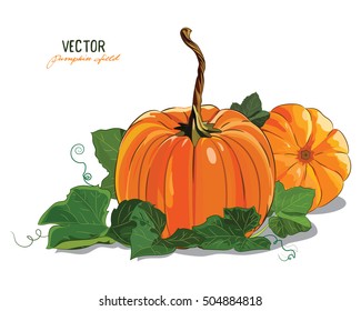 Pumpkin. A big ripe pumpkin green pumpkin leaves, isolated on white, vector illustration