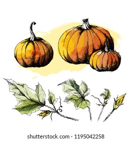 Pumpkin big and small, hand drawn sketch, vector with a set of separate leaves. All objects are isolated. Harvest festival collection, autumn illustration. Watercolor blob imitation.